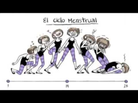 ciclo-menstrual