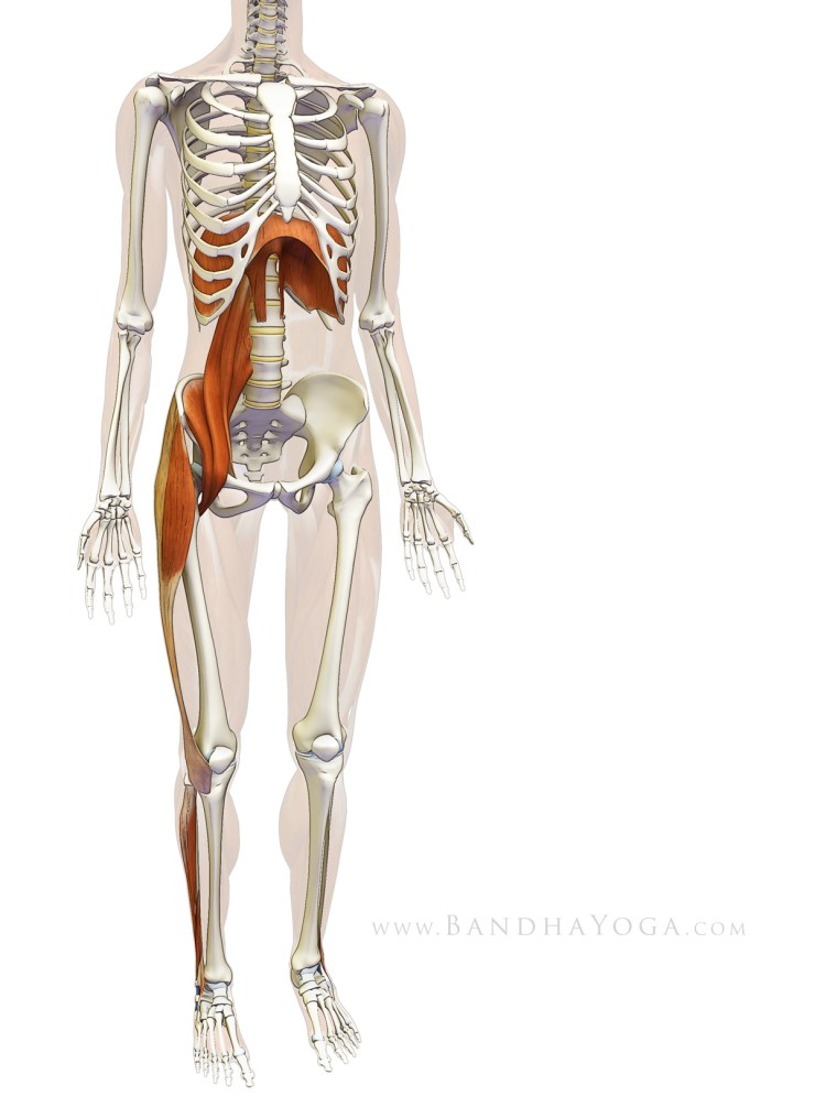 standing_psoas_diaphragm